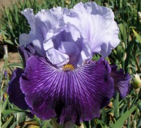 /album/a47/one-of-george-s-iris-glacier-melt-2010-jpg/